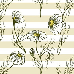 Camomile on a yellow stripes