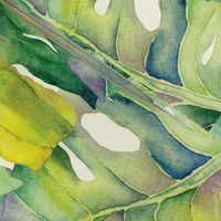 Monstera leaves in green