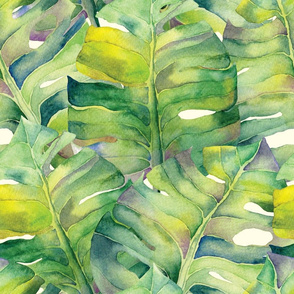 Monstera leaves in green