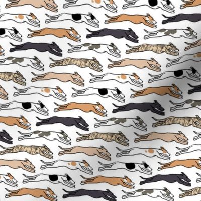 Assorted Greyhounds Racing Endlessly