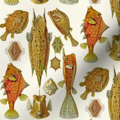 Ernst Haeckel Ostraciontes Fish