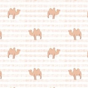 Camel on stripe