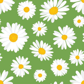 Daisies in the meadow