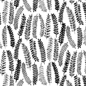 Gray Ferns