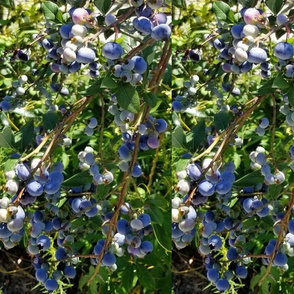 Blueberries Photo