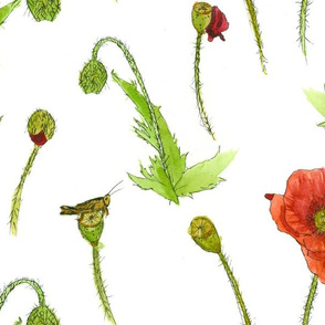 Red Poppy Flower Study