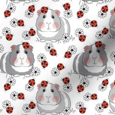 large guinea-pigs-with ladybugs and flowers on white