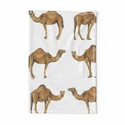 Camel Pals - Larger Scale Watercolour Camels