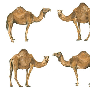 Camel Pals - Larger Scale
