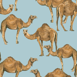 Camels on Blue - Larger Scale