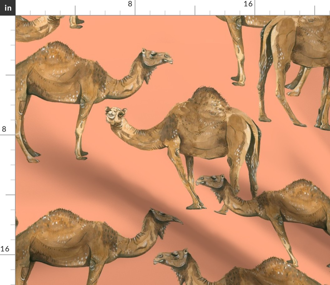 Camels on Salmon - Larger Scale