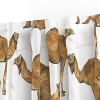 Camels on White - Larger Scale