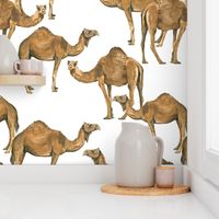 Camels on White - Larger Scale