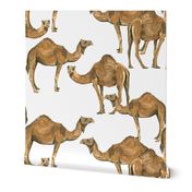 Camels on White - Larger Scale