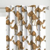 Camels on White - Larger Scale