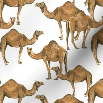 Camels on White - Smaller Scale