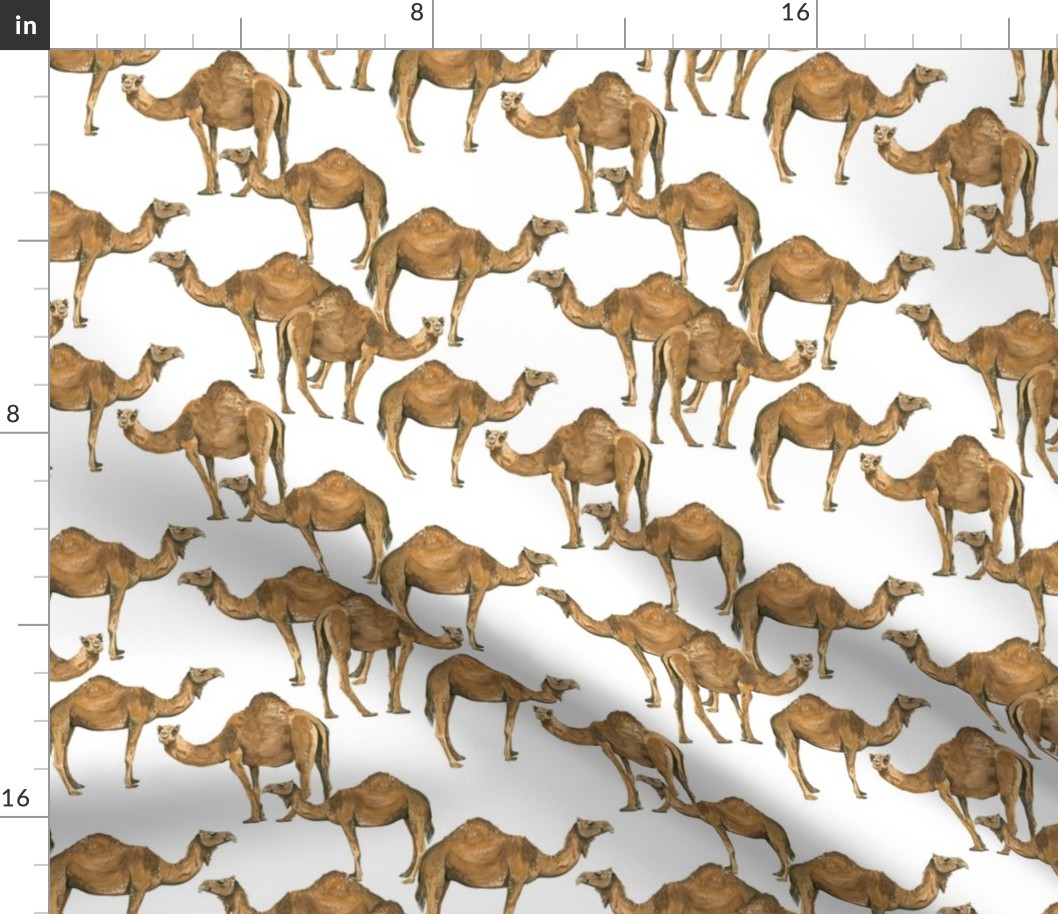 Camels on White - Smaller Scale