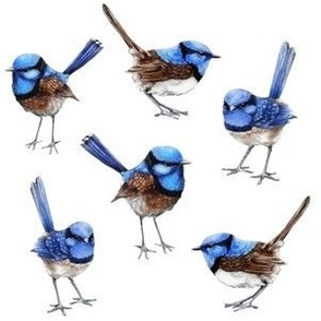 Blue Wrens Closer Together, White