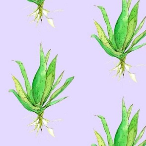 Aloe Vera Lavender