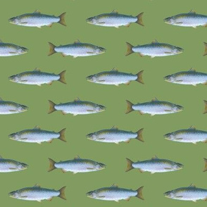 small coho salmon on vintage green