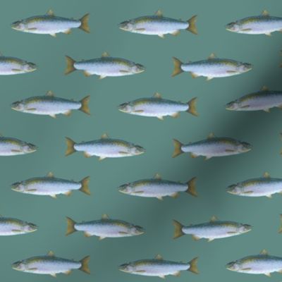 small coho salmon on slate blue