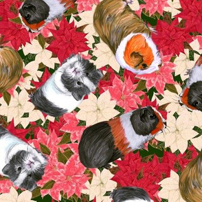 3 Guinea Pigs on lots of Poinsettia
