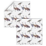 Sandhill Cranes Small