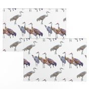 Sandhill Cranes Small