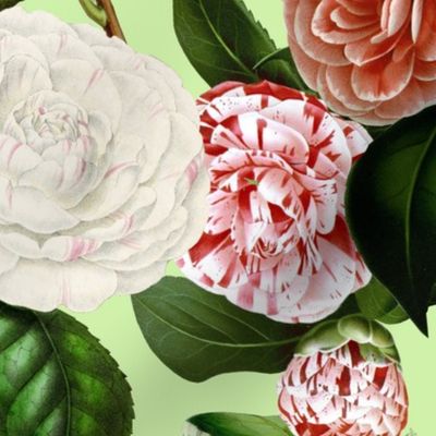 18" Camellia Pattern