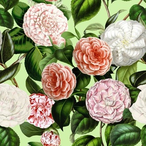 18" Camellia Pattern