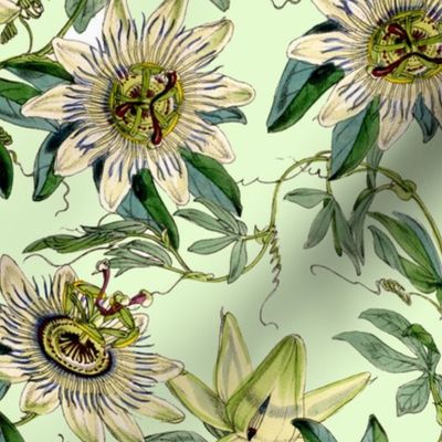 18" White Passionflowers on  green