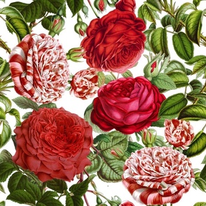 18"  Pierre-Joseph Redouté- Pierre-Joseph Redoute- Redouté fabric,English Rose Fabric,Roses fabric-Redoute roses- Red and White Vintage Roses