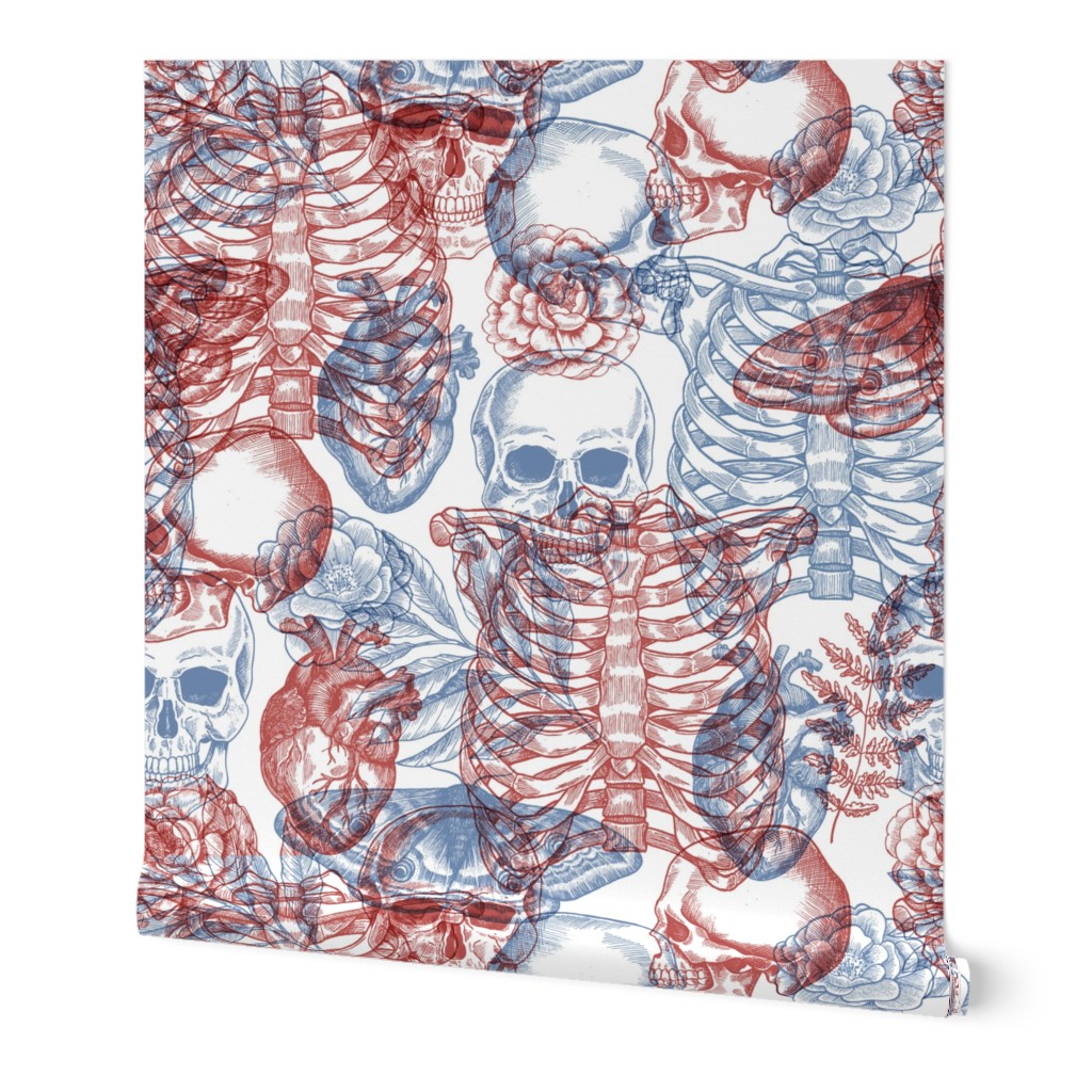 Anatomy x-ray pattern