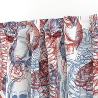 Anatomy x-ray pattern