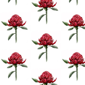 Waratah