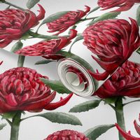 Waratah - wild