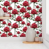 Waratah - wild