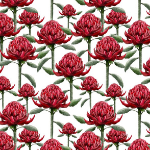 Waratah - wild