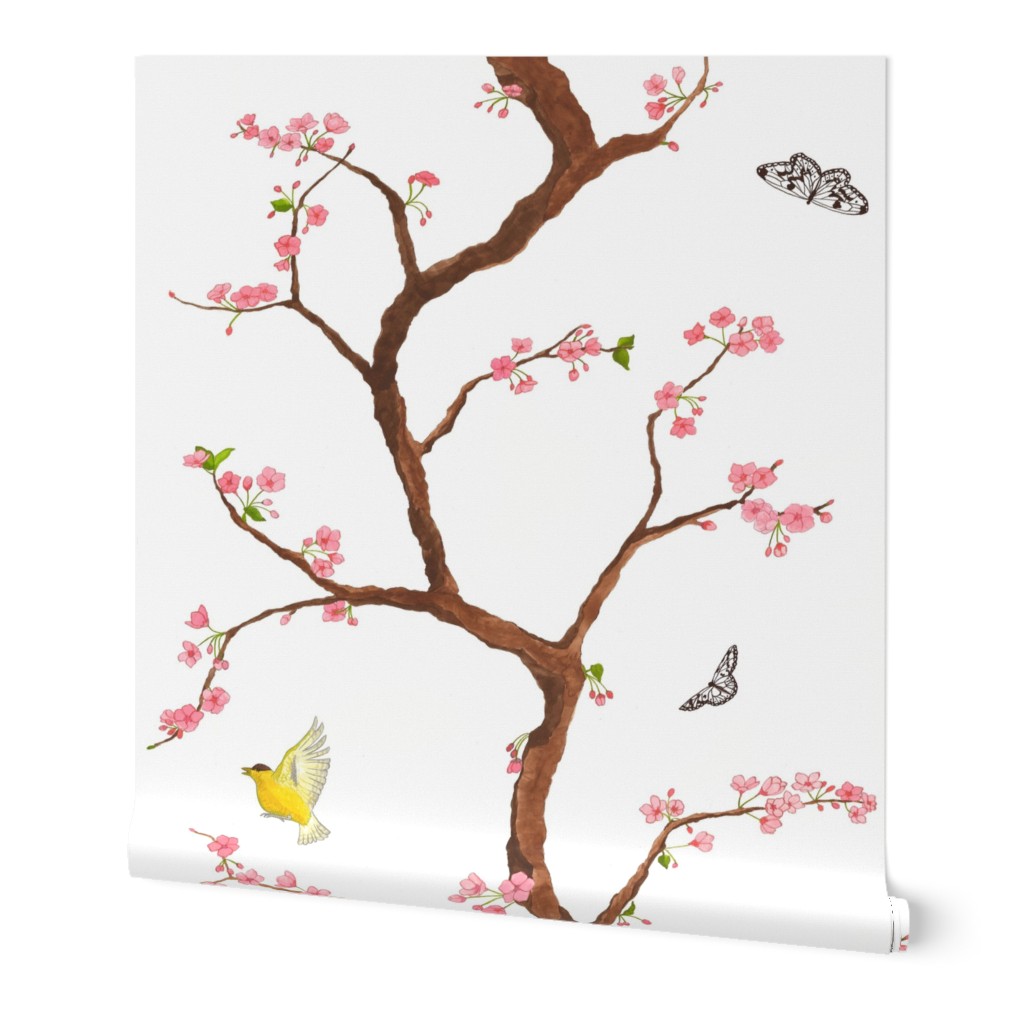 jenny cherry blossoms on white