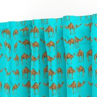 Camel Pals on Turquoise - Small Scale