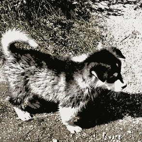 Malamute Puppy