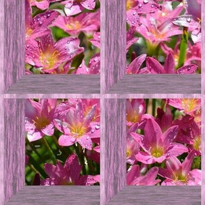 Attic Windows on Crocus Flowers