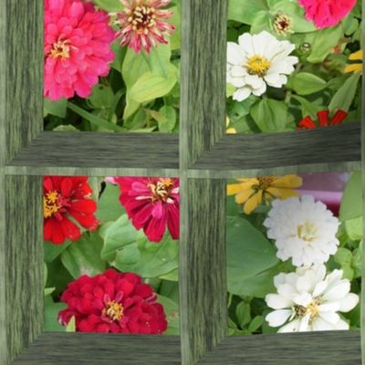 Attic Windows on Zinnia Flowers