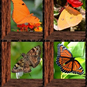 Attic Window with Florida Butterflies