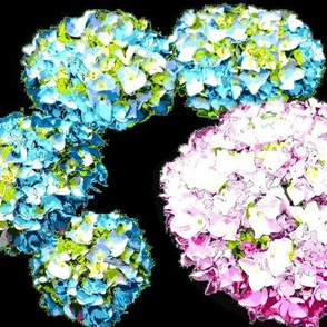 Abstract Hydrangea blooms on black LARGE    