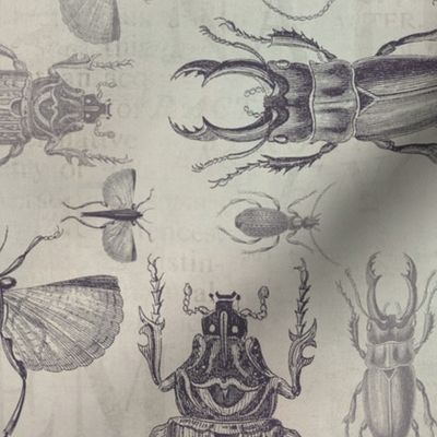 Vintage Beetles And Bugs