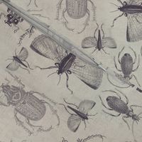 Vintage Beetles And Bugs
