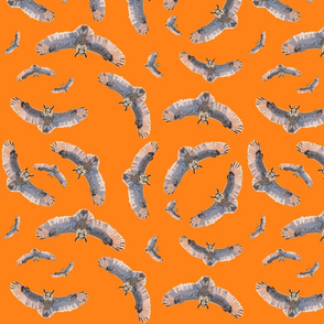 Flock of Long Eared Owls in Orange