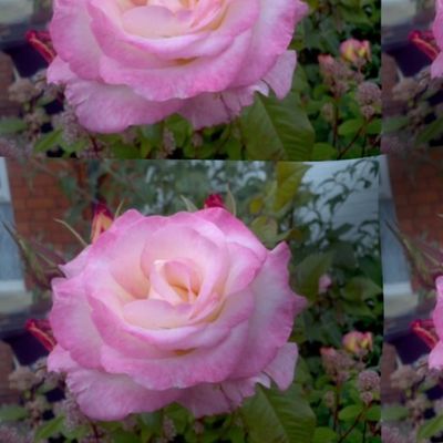 Pink Rose