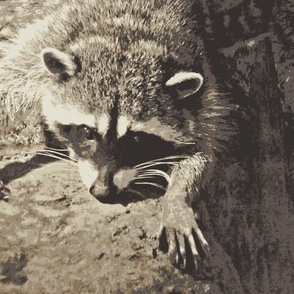 Racoon